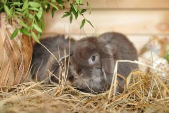 Little gray rabbits sit on dry hay. Easter holiday and decor with little bunnies. Closeup