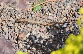 A little lizard stands on pebbles in a home garden