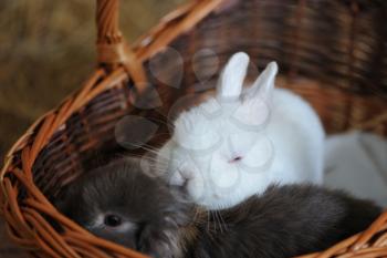 A small white rabbit sleeps in a wicker basket laid out on a gray rabbit, closeup
