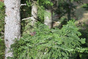 Little squirrel on a large coniferous tree branch in a European forest