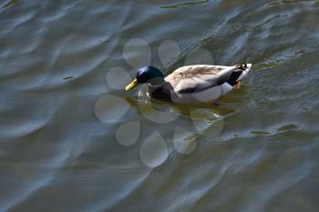 A duck with a black head and gray wings, floating on the river.