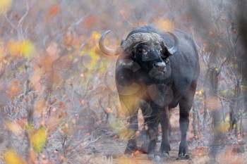 Cape buffalo also known as African buffalo in the wilderness