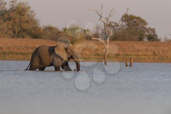 African elephant in the lake, wilderness
