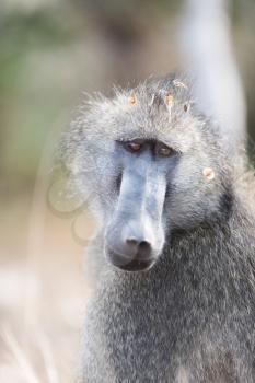 Male baboon close up portrait