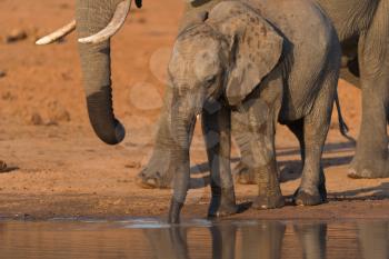 African elephant in the wilderness