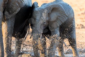 African elephants playing in the mud, in the wilderness