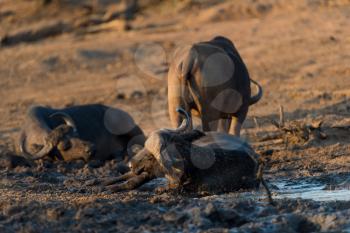 Herd of Cape buffalo also known as African buffalo in the wilderness