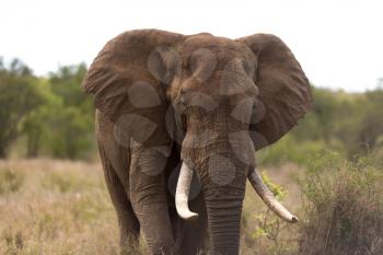 African elephant in the wilderness