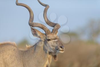 Kudu Antelope Portrait in the wilderness of Africa