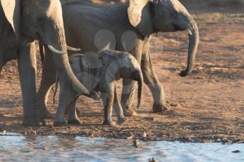 Elephant calf, baby elephant in the wilderness of Africa