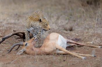 leopard with a kill,in the wilderness of Africa