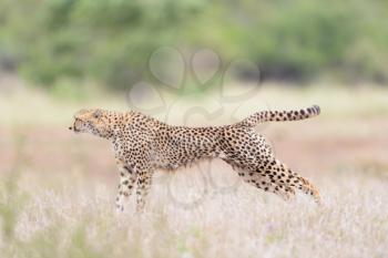 Cheetah portrait in the wilderness of Africa