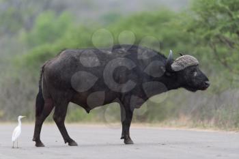 Cape buffalo also known as African buffalo in the wilderness