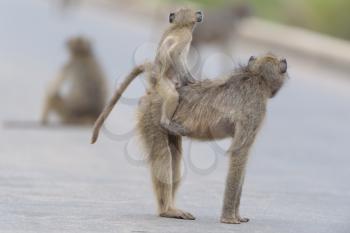 Baby baboon in the wilderness of Africa