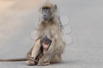 Baby baboon in the wilderness of Africa