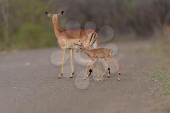 Impala calf, baby impala antelope in the wilderness of Africa