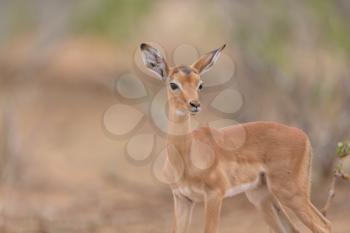 Impala calf, baby impala antelope in the wilderness of Africa