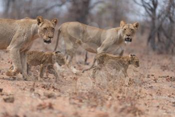 Lioness with cubs in the wilderness