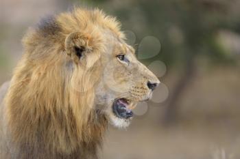 Male lion in the wilderness of Africa