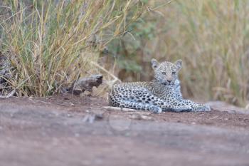 Baby leopard, leopard cub in the wilderness of Africa