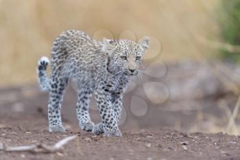 Baby leopard, leopard cub in the wilderness of Africa