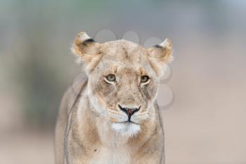 Lion in the wilderness of Africa