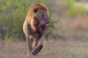 Male lion with bloody mane in the wilderness of Africa