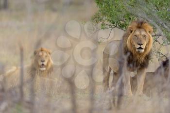 Male lion coalition in the wilderness of Africa