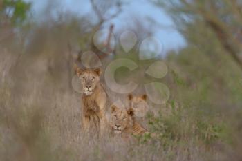 Male lions in the wilderness of Africa