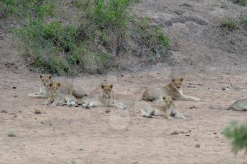 Lioness with cubs in the wilderness