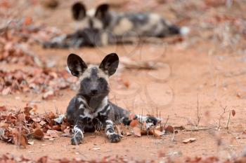 African wild dog in the wilderness of Africa, painted wolf