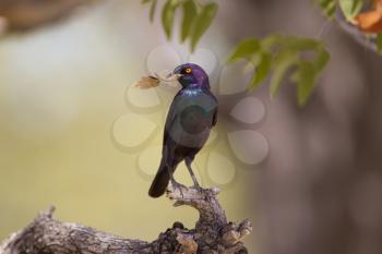 Glossy starling in the wilderness of Africa