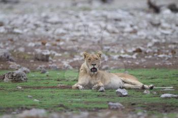 Female lion in the wilderness of Africa