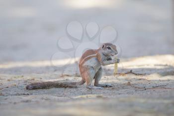Ground squirrel in the wilderness of Africa