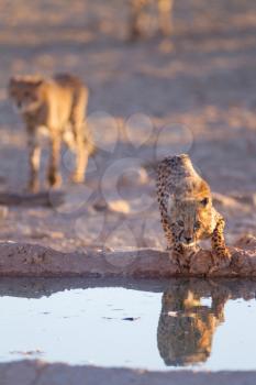 Cheetah cubs in the wilderness of Africa