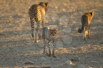 Cheetah cubs in the wilderness of Africa