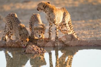 Cheetah cubs in the wilderness of Africa