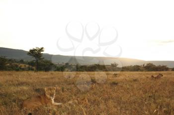 Lion cub in the wilderness of Africa