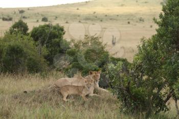 Lion cub in the wilderness of Africa