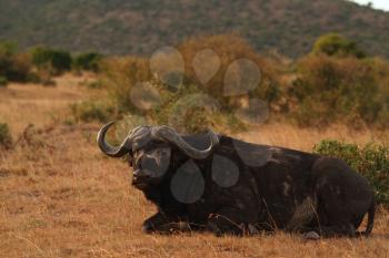 Cape buffalo in the wilderness of Africa