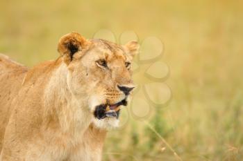 Female lion in the wilderness of Africa