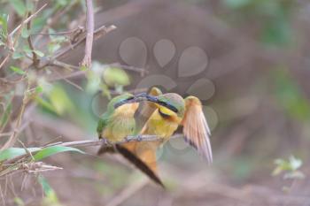 Bee eater bird mom feeding the chick perched on a branch, european bee eater