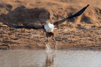 African fish eagle in the wilderness