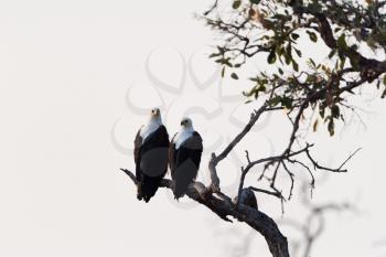 African fish eagle in the wilderness