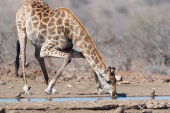 Giraffe in the wilderness of Africa