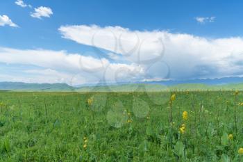Nalati grassland with the blue sky. Shot in Xinjiang, China.
