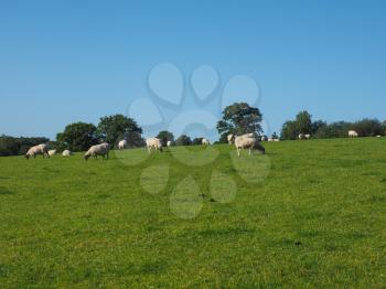 Flock of sheep in the English countryside in Tanworth in Arden Warwickshire, UK