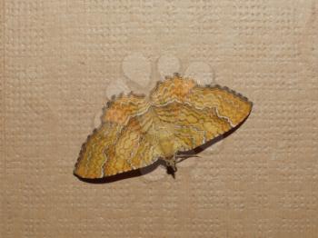 Moth butterfly insect in the order of Lepidoptera on a wall