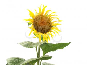 Yellow Helianthus Annuus Sunflower flower - isolated over white background
