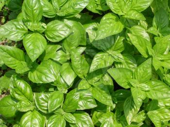 Green basil leaves useful as a background